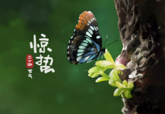 <b>惊蛰至，中爵与您共赴春日新程</b>